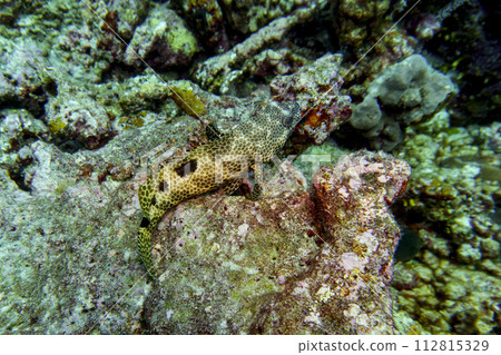 Coral Reef and Tropical Fish on Maldives island. Tropical and coral sea wildelife. Beautiful underwater world. Underwater photography. 112815329