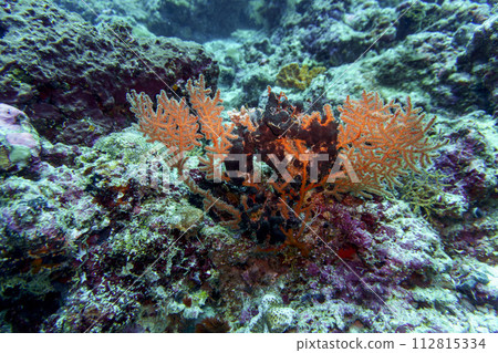 Coral Reef and Tropical Fish on Maldives island. Tropical and coral sea wildelife. Beautiful underwater world. Underwater photography. Coral Reef and Tropical Fish on Maldives island. Tropical and coral sea wildelife. Beautiful underwater world. Underwater photography. 112815334