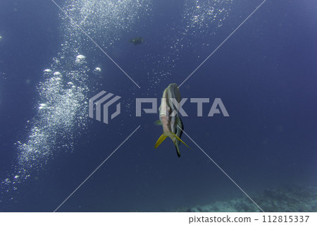 Orbicular batfish (Platax orbicularis) in the coral reef of Maldives island. Tropical and coral sea wildelife. Beautiful underwater world. Underwater photography. Orbicular batfish (Platax orbicularis) in the coral reef of Maldives island. Tropical and coral sea wildelife. Beautiful underwater world. Underwater photography. 112815337