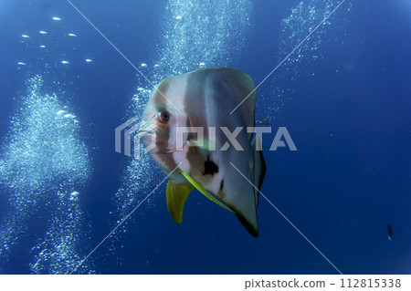Orbicular batfish (Platax orbicularis) in the coral reef of Maldives island. Tropical and coral sea wildelife. Beautiful underwater world. Underwater photography. Orbicular batfish (Platax orbicularis) in the coral reef of Maldives island. Tropical and coral sea wildelife. Beautiful underwater world. Underwater photography. 112815338