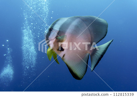 Orbicular batfish (Platax orbicularis) in the coral reef of Maldives island. Tropical and coral sea wildelife. Beautiful underwater world. Underwater photography. 112815339