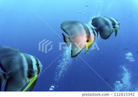 Orbicular batfish (Platax orbicularis) in the coral reef of Maldives island. Tropical and coral sea wildelife. Beautiful underwater world. Underwater photography. Orbicular batfish (Platax orbicularis) in the coral reef of Maldives island. Tropical and coral sea wildelife. Beautiful underwater world. Underwater photography. 112815342