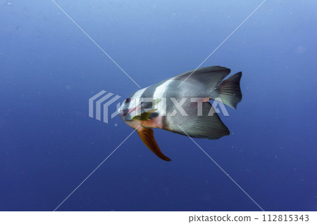 Orbicular batfish (Platax orbicularis) in the coral reef of Maldives island. Tropical and coral sea wildelife. Beautiful underwater world. Underwater photography. 112815343