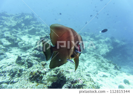 Orbicular batfish (Platax orbicularis) in the coral reef of Maldives island. Tropical and coral sea wildelife. Beautiful underwater world. Underwater photography. Orbicular batfish (Platax orbicularis) in the coral reef of Maldives island. Tropical and coral sea wildelife. Beautiful underwater world. Underwater photography. 112815344