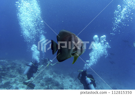 Orbicular batfish with divers on backgrownd in the coral reef of Maldives island. Tropical and coral sea wildelife. Underwater photography. Orbicular batfish with divers on backgrownd in the coral reef of Maldives island. Tropical and coral sea wildelife. Underwater photography. 112815350