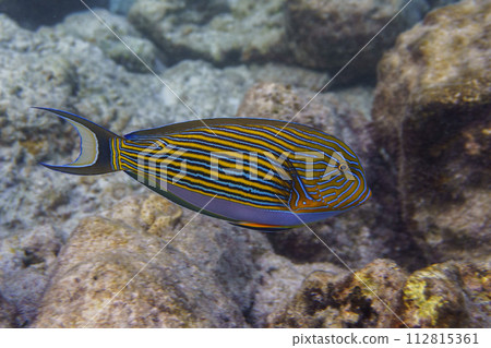 Blue banded surgeonfish (Acanthurus lineatus). Tropical and coral sea fish. Beautiful underwater world. Underwater photography. 112815361