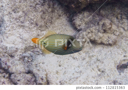 Orange lined triggerfish (Odonus niger) in the coral reef of Maldives island. Tropical and coral sea wildelife. Beautiful underwater world. Underwater photography. Orange lined triggerfish (Odonus niger) in the coral reef of Maldives island. Tropical and coral sea wildelife. Beautiful underwater world. Underwater photography. 112815363