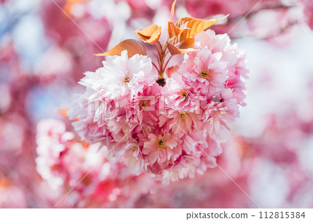Sakura flowers, cherry blossom 112815384