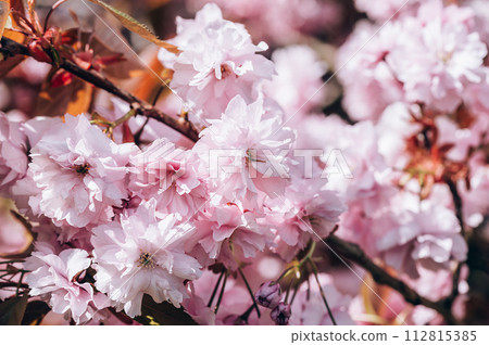 Sakura flowers, cherry blossom Sakura flowers, cherry blossom 112815385
