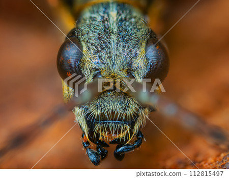 Longhorn beetle - Rhagium inquisitor. Portrait of a beetle. 112815497