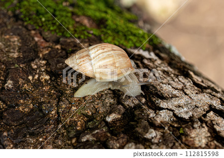 White Helicinan Snail 112815598