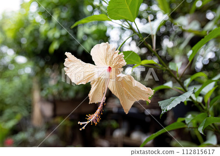 Yellow Hibiscus Flower Yellow Hibiscus Flower 112815617