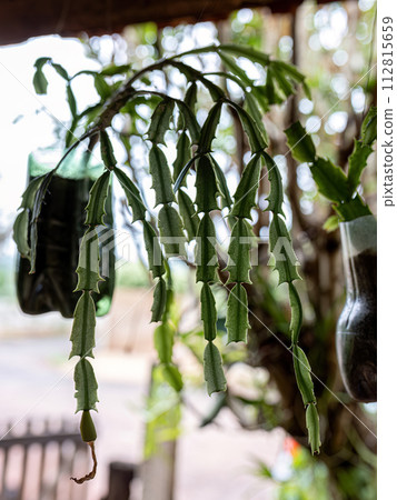 Crab Cactus Plant Crab Cactus Plant 112815659