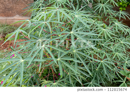 Cassava Plant Leaves Cassava Plant Leaves 112815674