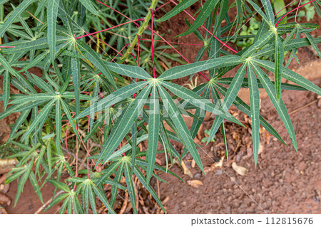 Cassava Plant Leaves 112815676
