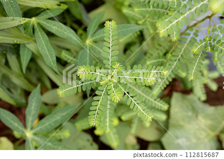 Small Wind Plant 112815687