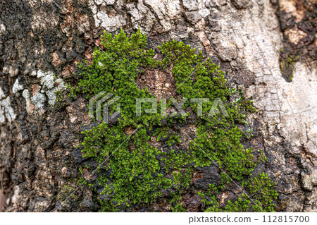 Green True Mosses Green True Mosses 112815700