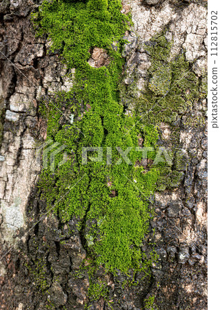 Green True Mosses Green True Mosses 112815702