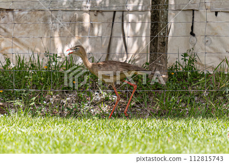 Red Legged Seriema Animal Red Legged Seriema Animal 112815743