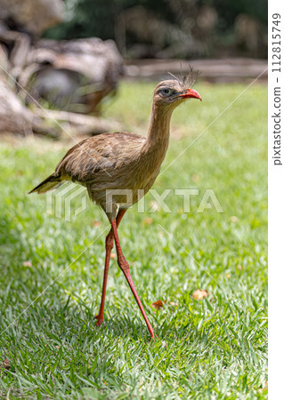 Red Legged Seriema Animal Red Legged Seriema Animal 112815749