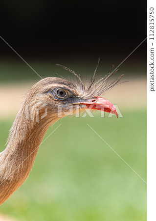 Red Legged Seriema Animal Red Legged Seriema Animal 112815750