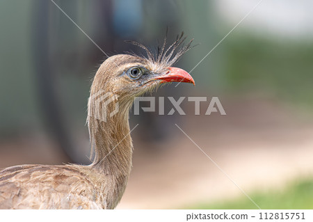 Red Legged Seriema Animal Red Legged Seriema Animal 112815751