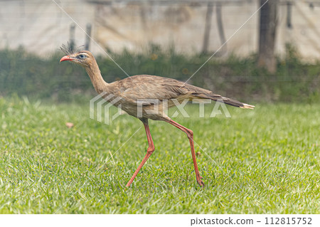 Red Legged Seriema Animal Red Legged Seriema Animal 112815752