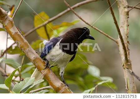 Curl crested Jay Bird Curl crested Jay Bird 112815753