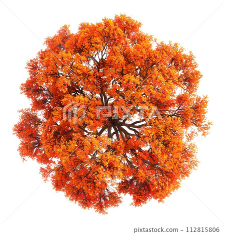 AI-generated content. Top view of autumn trees isolated on a white or transparent background. Autumn tree crowns from a bird's eye view in yellow-red tones. Graphic design element with a natural theme AI-generated content. Top view of autumn trees isolated on a white or transparent background. Autumn tree crowns from a bird's eye view in yellow-red tones. Graphic design element with a natural theme 112815806