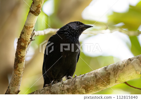 Black Chopi Blackbird Black Chopi Blackbird 112815840