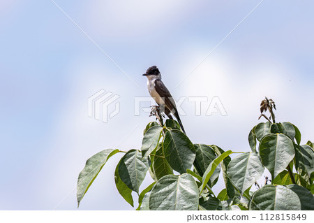 Fork tailed Flycatcher Bird Fork tailed Flycatcher Bird 112815849