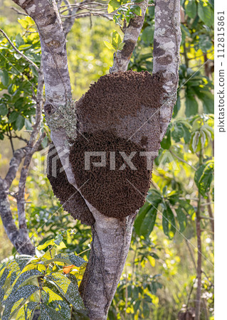 Termite Mound in a tree trunk 112815861