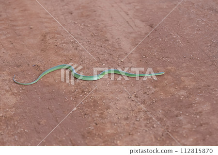 Brazilian Green Racer Snake Brazilian Green Racer Snake 112815870