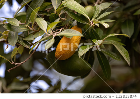 Foliage and Fruit of the plant oiti Foliage and Fruit of the plant oiti 112815874