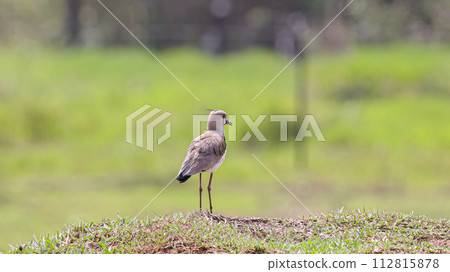 Adult Southern Lapwing Bird Adult Southern Lapwing Bird 112815878