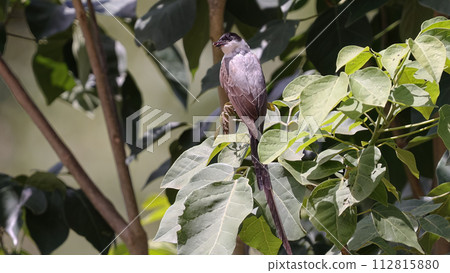 Fork tailed Flycatcher Bird Fork tailed Flycatcher Bird 112815880