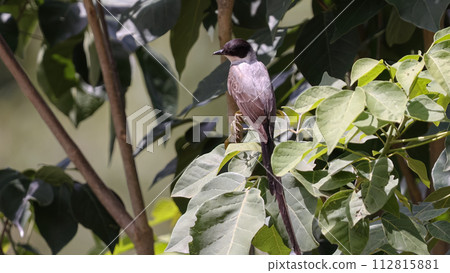 Fork tailed Flycatcher Bird Fork tailed Flycatcher Bird 112815881