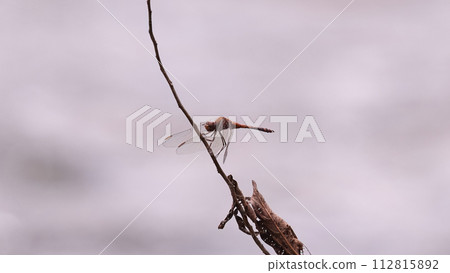 Adult Dragonfly Insect 112815892