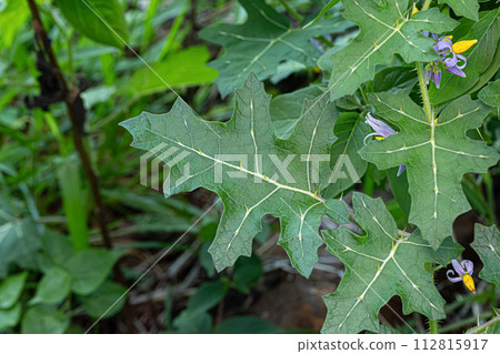 Small Nightshade Plant 112815917