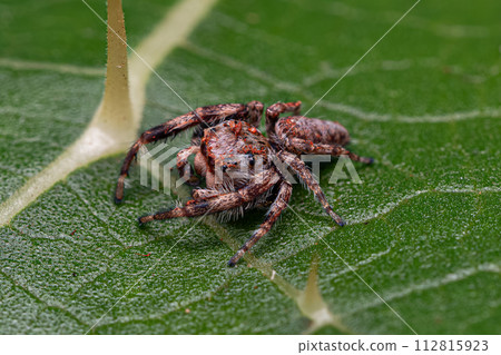 Small Jumping Spider 112815923