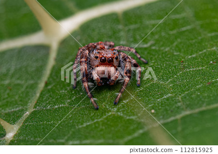 Small Jumping Spider 112815925