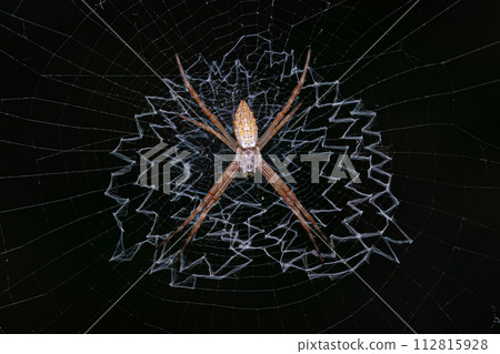 Small Silver Garden Orbweaver Spider Small Silver Garden Orbweaver Spider 112815928