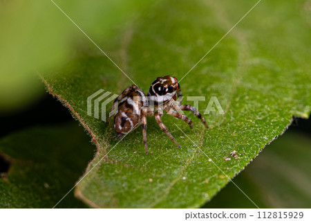 Small Jumping Spider Small Jumping Spider 112815929