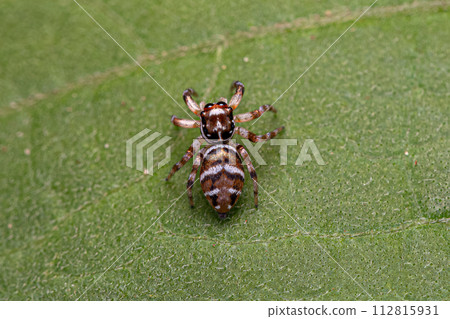 Small Jumping Spider 112815931