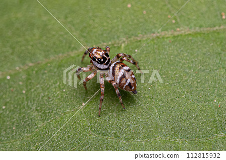 Small Jumping Spider Small Jumping Spider 112815932