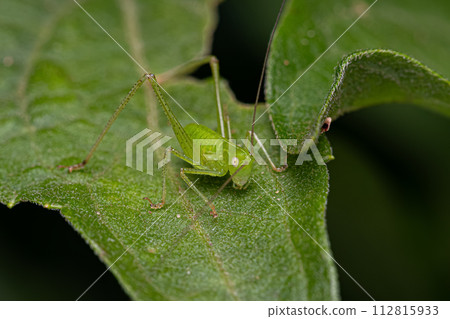 Leaf Katydid Nymph 112815933