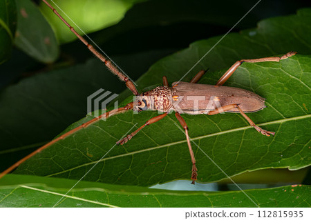 Adult Typical Longhorn Beetle 112815935