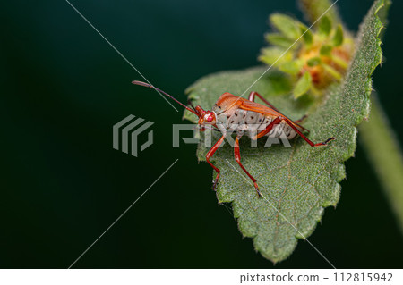 Adult Leaf-footed Bug 112815942