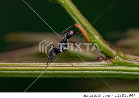 Carpenter Ant eating on the extrafloral nectary Carpenter Ant eating on the extrafloral nectary 112815944