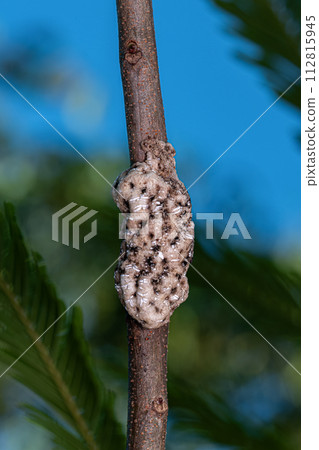 White Tortoise Scales White Tortoise Scales 112815945